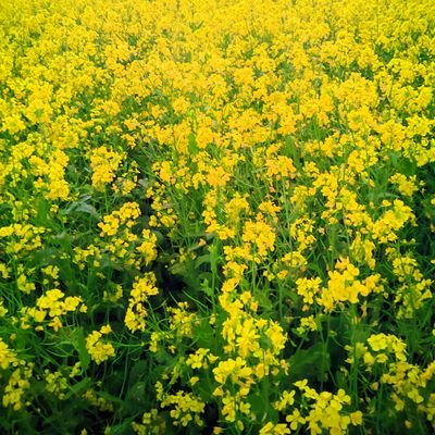 boronobab51's profile picture. 