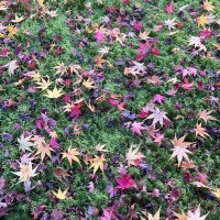 みなっち (@mashamaru) Twitter profile photo