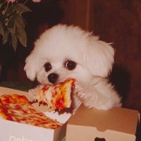 พอซอ (@pizza_cpz) 's Twitter Profile Photo