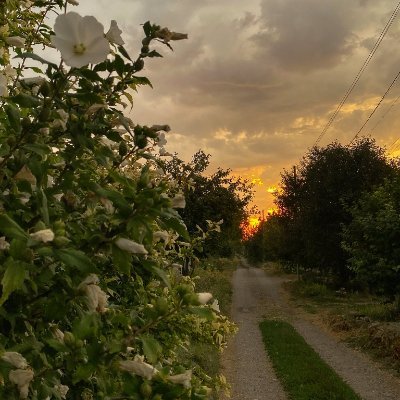 AmmarIsmail40's profile picture. Nephrology resident