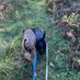 Follow My Lead WNY in home dog training ❤️🐶❤️ (@followmyleadwny) Twitter profile photo Follow My Lead WNY in home dog training ❤️🐶❤️ (@followmyleadwny) Twitter profile photo