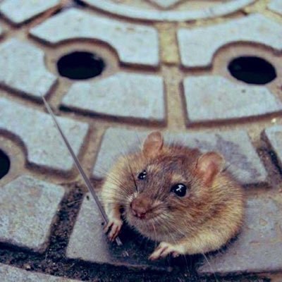 MozukuValley's profile picture. あの時助けていただいた『ドブネズミ』です。