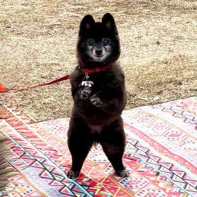 luna20100410's profile picture. 昭和生まれ/医療職/黒ポメ:2010.4.10生/1歳児:ICSI/IVF-ET(SPLIT)④→38w1dCSで爆誕/KinKiファン歴30年/海外俳優/SF映画/音楽/ディズニーなど/固定ポスト参照⤵︎/黄色い帽子のおじさんのメンタルになりたい