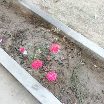 Muhamma3403066's profile picture. 