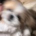 シーズー はんぺん🍢 (@shih_tzu_hanpen) Twitter profile photo シーズー はんぺん🍢 (@shih_tzu_hanpen) Twitter profile photo
