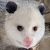 EinsPossum (@einspossum) Twitter profile photo EinsPossum (@einspossum) Twitter profile photo