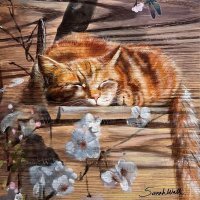 Ahsan Ghaffar (@ahsangh28012092) Twitter profile photo