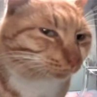 Frygengrau (@sourcreamfries_) 's Twitter Profile