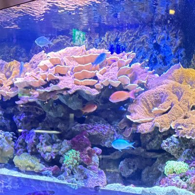 鮫🦈さんのプロフィール画像