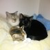 ねこ吉 (@54jwfcuil3xfdi0) Twitter profile photo ねこ吉 (@54jwfcuil3xfdi0) Twitter profile photo