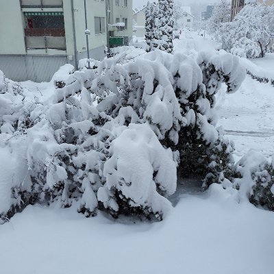 ImbachFranz's profile picture. Pablo Picasso: "If they say I'm old to do something, I try to do it as soon as possible".