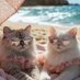 Jen ๐ง๐โโฌ๏ธ๐โโฌ๏ธ (@twosaltycats) Twitter profile photo Jen ๐ง๐โโฌ๏ธ๐โโฌ๏ธ (@twosaltycats) Twitter profile photo