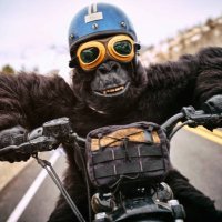 🙊Hippie APES🙊 (@apeshippie82138) Twitter profile photo