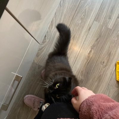 giddy_miss's profile picture. I am not dead, hence I must be alive. I retweet a huge amount. Gamer 🎮 Pro EU 🇪🇺