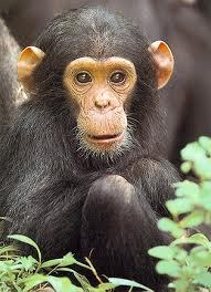 I love chimpanzee!!