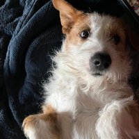 StuckInCAtoo (@stuckincatoo) 's Twitter Profile