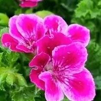 PedroAl32811951's profile picture. 