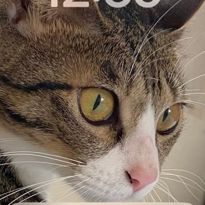 Pecko🐈‍⬛さんのプロフィール画像