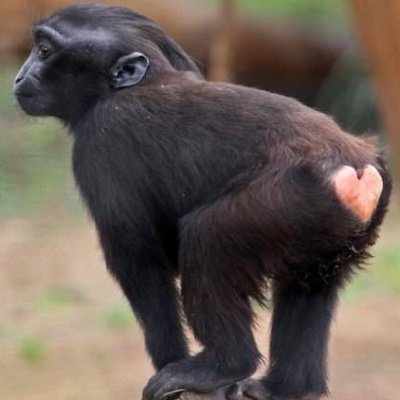 Retired1970's profile picture. America First, 2A, CONSTITUTIONAL REPUBLIC, The Left is the party of murder and chaos - prove me wrong.