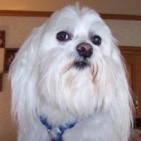 Goldstarmom (@goldstarmom2008) 's Twitter Profile