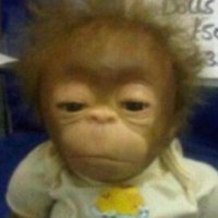 monkeypapaTCG (@monkeypapatcg) 's Twitter Profile