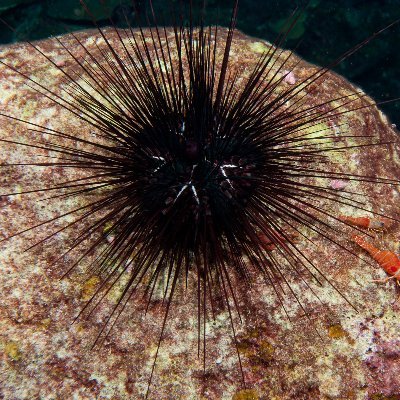 PunishedUrchin's profile picture. on my shit