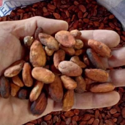 Freshly harvested and expertly fermented, our cocoa beans . we supply world wide