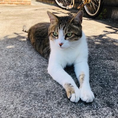 Lg7wJ's profile picture. 投資の情報収集アカ(高配当銘柄🇯🇵🇺🇸/投資信託📈)