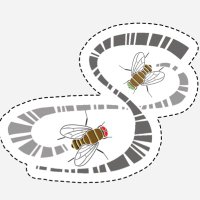Drosophila Genomics Resource Center (@drosdgrc) 's Twitter Profile Photo Drosophila Genomics Resource Center (@drosdgrc) 's Twitter Profile Photo