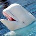 Biały Delfin (@b1alydelf1n) Twitter profile photo Biały Delfin (@b1alydelf1n) Twitter profile photo