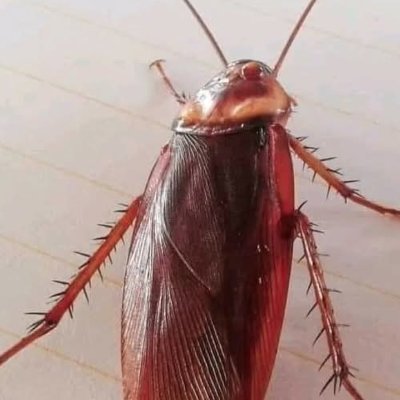 Fareast9687's profile picture. 