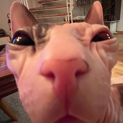 DelhommerBiggM's profile picture. 