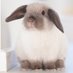 ゆ🐰 (@mimi_luv99) Twitter profile photo ゆ🐰 (@mimi_luv99) Twitter profile photo