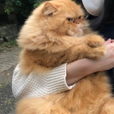 urmidnght's profile picture. 