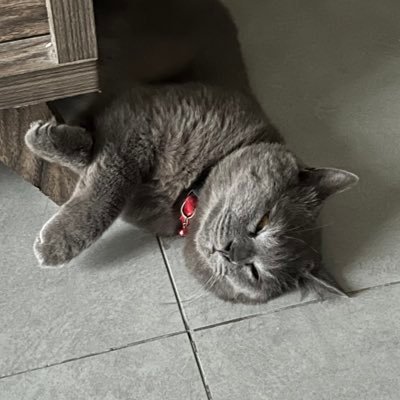 aizadroslan1's profile picture. meow