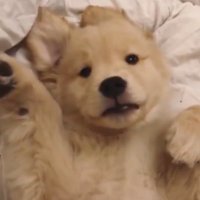 บอนอ🐾 (@bnmixmeow) 's Twitter Profile