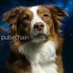 Whiskey The Aussie (@whiskeytheaussi) Twitter profile photo Whiskey The Aussie (@whiskeytheaussi) Twitter profile photo
