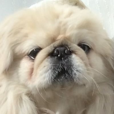 ピノ8歳ペキニーズ8.9kgの男の子。友達はぬいぐるみ/ ラブちゃん13歳ボーダーコリー。人好き。ピノはラブちゃんが大好き☆
2024/6/24から犬投稿🇯🇵