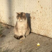 nau²⁵ (@starrynauw) 's Twitter Profile