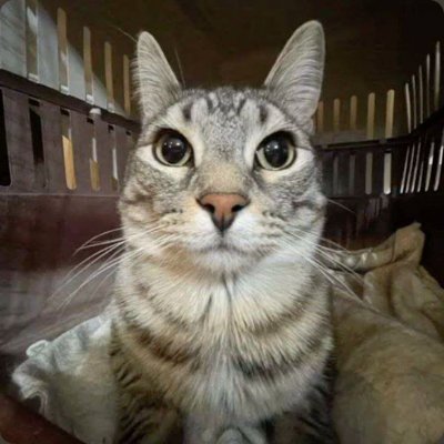 sho3sii's profile picture. 