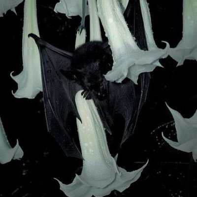 Tulipbunn's profile picture. guh…