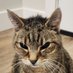 Schrödinger (@schrdin84444543) Twitter profile photo Schrödinger (@schrdin84444543) Twitter profile photo