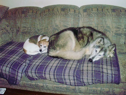 Cheagiebeagie's profile picture. 