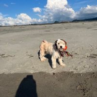 Sheng (@zorajones__) 's Twitter Profile