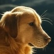 sweetfancimoses's profile picture. Who's Sarikaya Komzin?