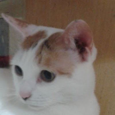 iloveshaun01's profile picture. 20+ / 컴공 + 수학과 전공하는 대학생

하고 싶은 거 다 올리는데 털이 좀 아주 많이 포함됨!
자캐 아마도 100만년 안에 나올 예정!