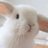 White Rabbit 101 avatar