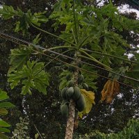 Đạt Lê (@lecongdats2) 's Twitter Profile