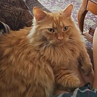 ShannieLeigh (@shannonfisk4) 's Twitter Profile Photo