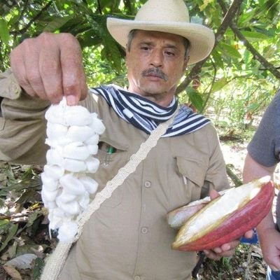 We're cocoa seed suppliers, importing from Africa to Europe and many more. Place your order for very dried cocoa seeds